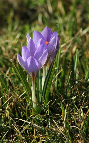 Krokus Kwiaty Krokusa Płatki Wiosennej Flory — Zdjęcie stockowe