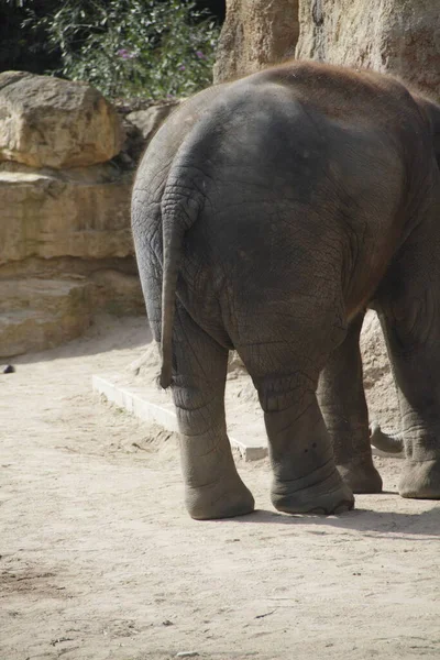 Słoń Zoo — Zdjęcie stockowe