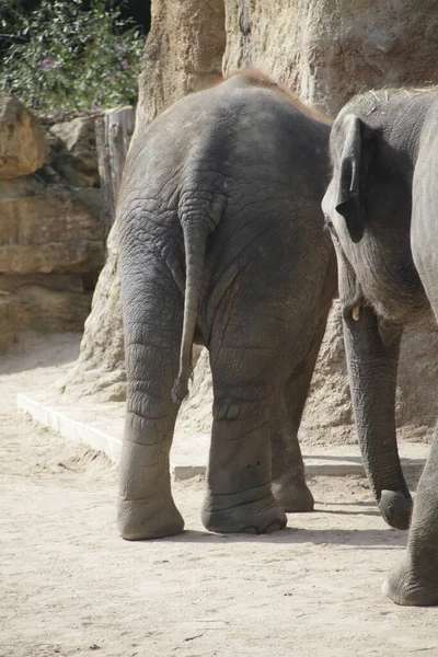 Elefant Djurparken — Stockfoto