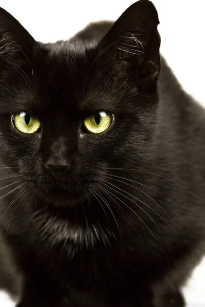 Gato Negro Con Ojos Amarillo Verdes Centran Los Ojos — Foto de Stock
