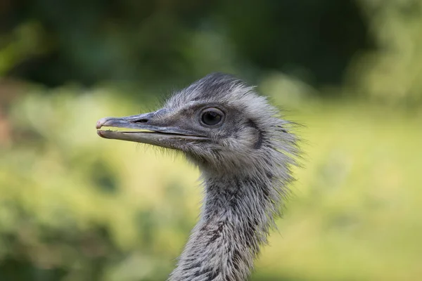 Nahaufnahme Eines Nandukopfes Vor Einem Natürlichen Hintergrund — Stockfoto