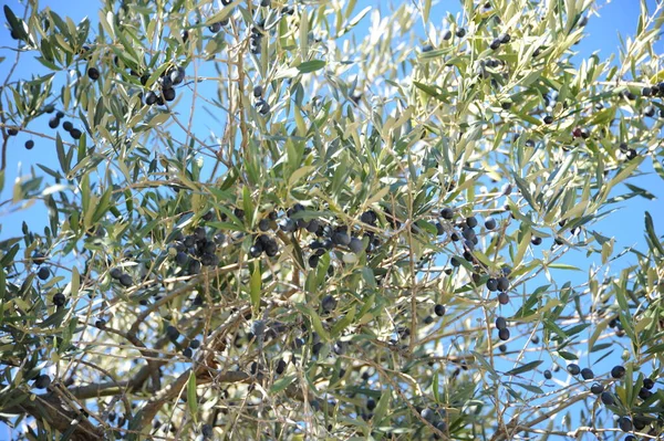 Spanien Oliven Baum — Stockfoto