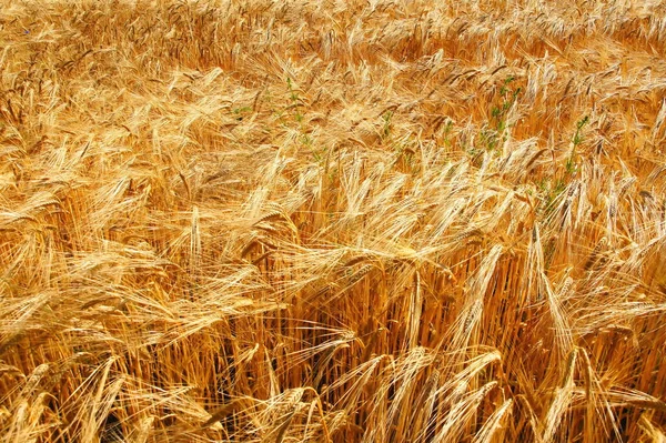 Ячмінь Зернові Культури Сільського Господарства — стокове фото