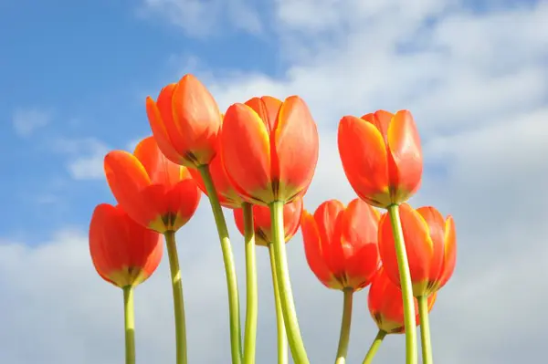 Schöne Tulpen Frühlingsblumen — Stockfoto