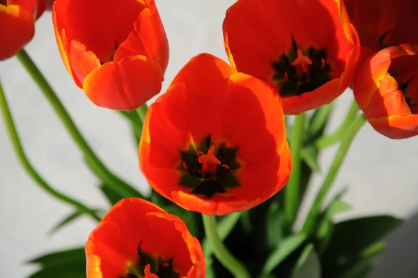 Гарні Тюльпани Весняні Квіти — стокове фото