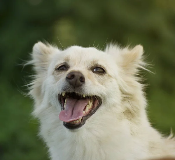 Ritratto Simpatico Cane Bianco — Foto Stock