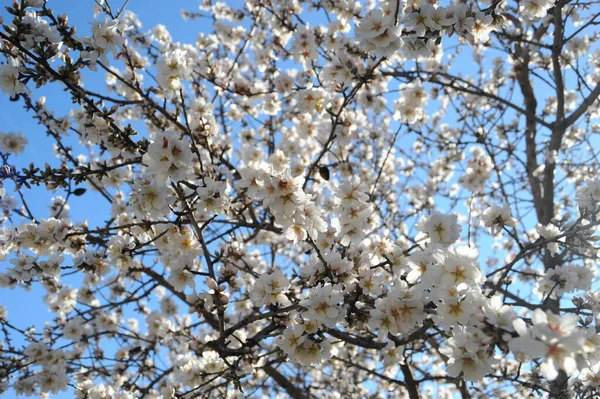 杏花开在树枝上 春花开在枝头 — 图库照片