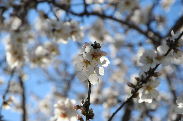 Flores Amêndoa Galhos Árvore Flor Primavera — Fotografia de Stock