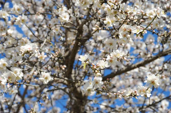 Flores Amêndoa Galhos Árvore Flor Primavera — Fotografia de Stock