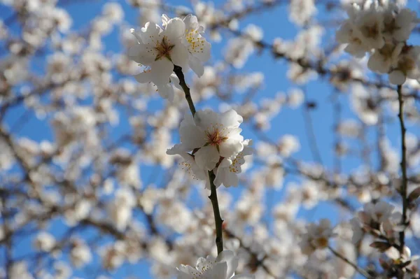 木の枝にアーモンドの花春の花を咲かせ — ストック写真