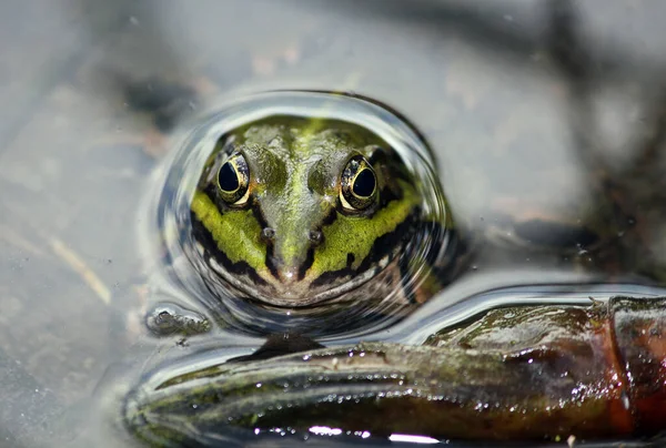 Amfibi Hayvan Doğa Kurbağası — Stok fotoğraf