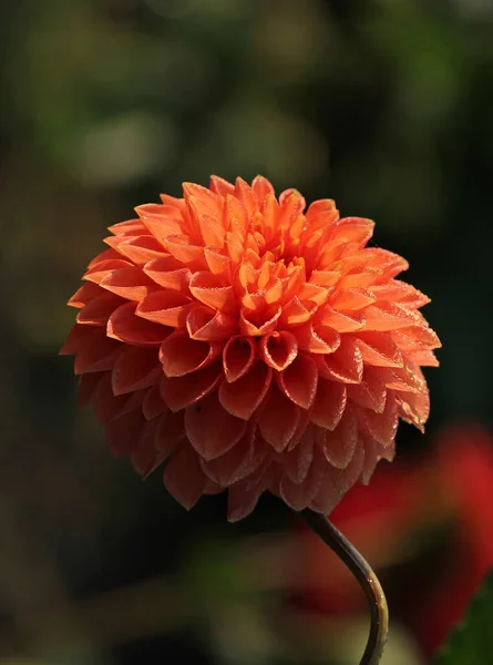 Sabah Çiğ Tanesinde Dahlia — Stok fotoğraf