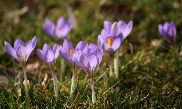 Krokus Kwiaty Krokusa Płatki Wiosennej Flory — Zdjęcie stockowe