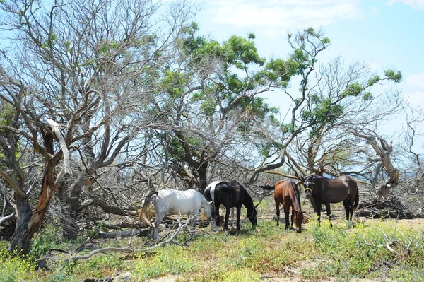 Spanien Wilde Pferde Andalusien — Stockfoto