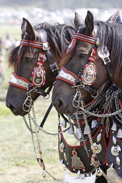 Schilderachtige Kijk Amerikaanse Percheron Sport — Stockfoto