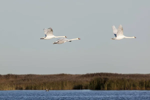 Vacker Utsikt Över Majestätiska Svanar Naturen — Stockfoto