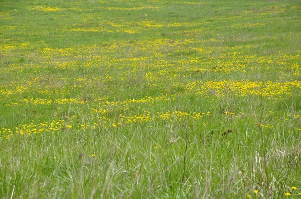 Луг Весной — стоковое фото