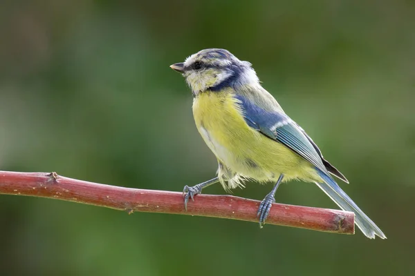 Blue Sits Branch Blue Tit Sitting Branch — Stock Fotó