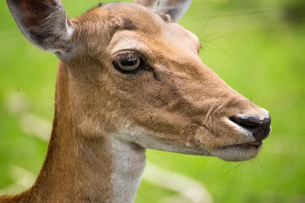 Jelení Zvěř Přírodní Fauna — Stock fotografie