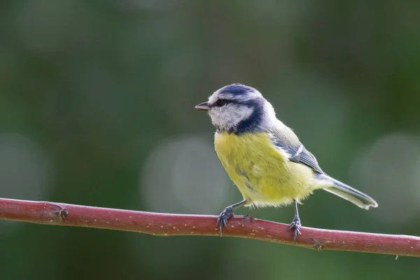 Azul Sienta Una Rama Blue Tit Sentado Una Rama — Foto de Stock