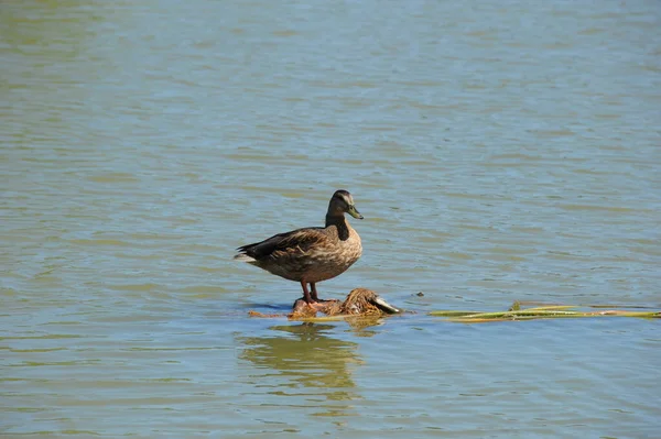 Scenic View Cute Mallard Duck Nature — Stock Photo, Image