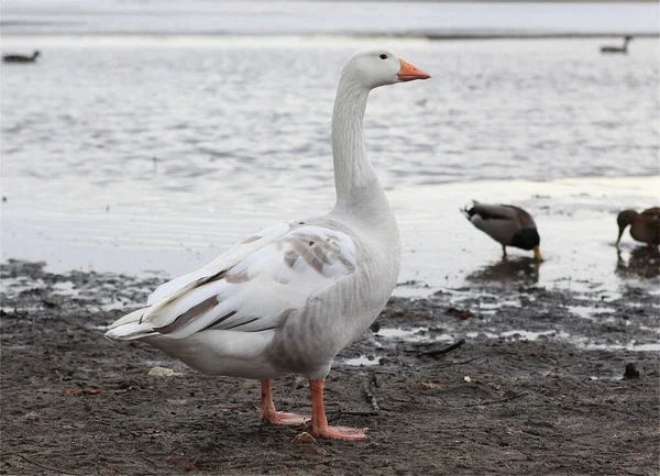 Scenic View Goose Bird Nature — Stock Photo, Image