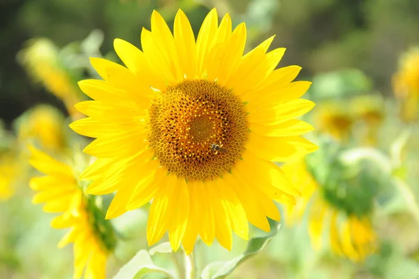 異なる花 選択的焦点 — ストック写真