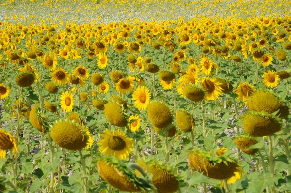 Tournesols Flore Jaune Été — Photo