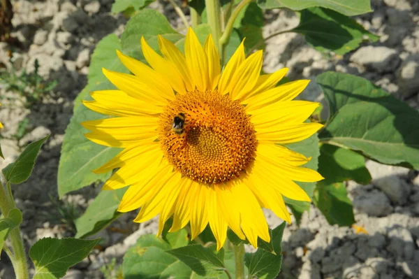 Tournesols Flore Jaune Été — Photo