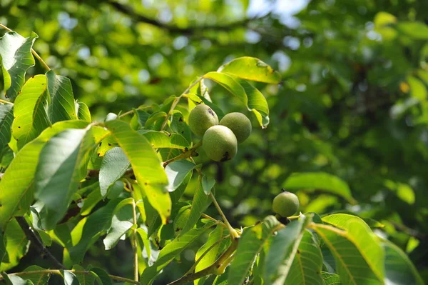 Green Apple Tree Garden — Stock Photo, Image