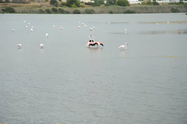 Naturskøn Udsigt Majestætiske Flamingoer Naturen - Stock-foto