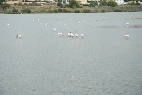 Festői Kilátás Fenséges Flamingók Természetben — Stock Fotó