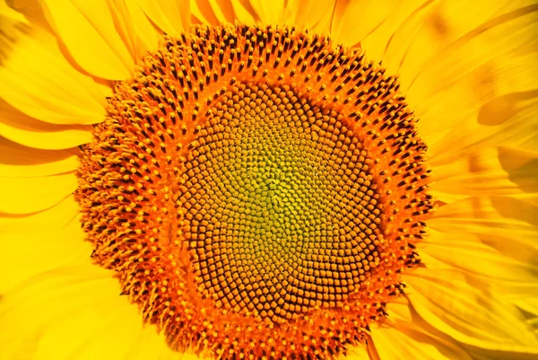 Pétalas Girassol Amarelo Flora — Fotografia de Stock