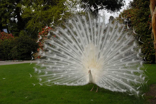 Pavo Real Blanco Pavo Real Exótico — Foto de Stock