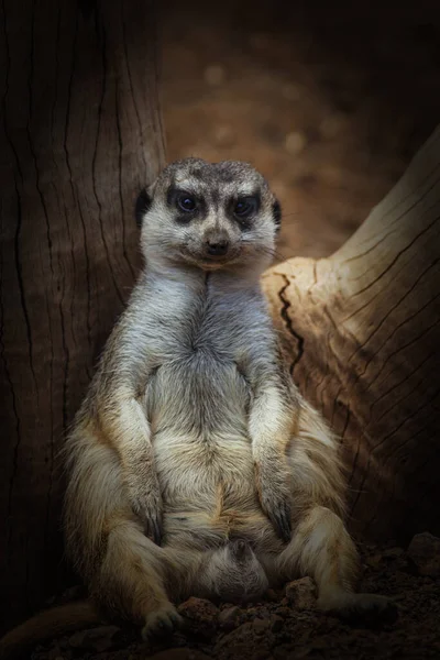 Meerkat Zwierzę Suricate Mały Mangusta — Zdjęcie stockowe