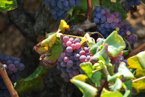 Viaje España Detalles Del Viñedo Maduración — Foto de Stock