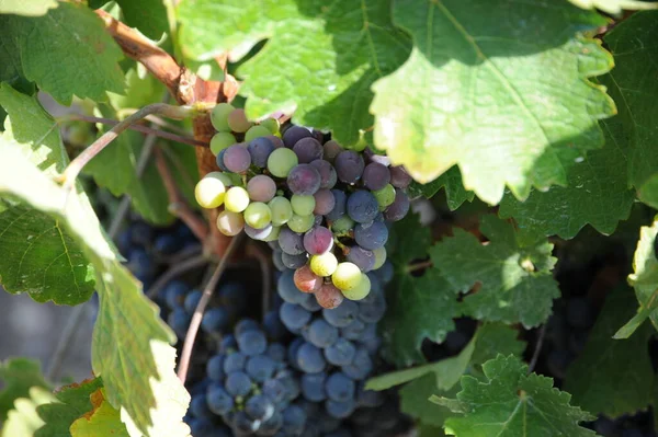 Viaje España Detalles Del Viñedo Maduración — Foto de Stock