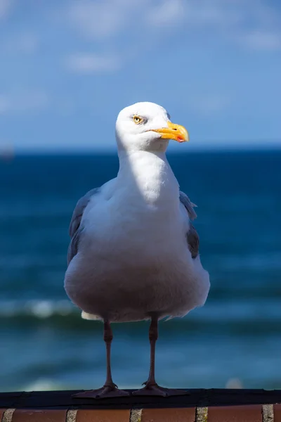 Vista Panorámica Hermosa Gaviota Plata Naturaleza — Foto de Stock