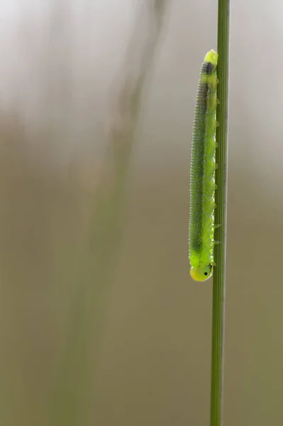 Leaf Wasps Larva Blade Grass Macro Shot — Stock Photo, Image