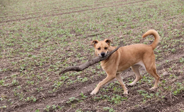 Potret Anjing Yang Lucu — Stok Foto