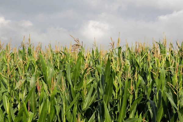 Blick Auf Maisfeld Landwirtschaftliches Konzept — Stockfoto