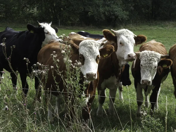 Cows Field — Stock Photo, Image