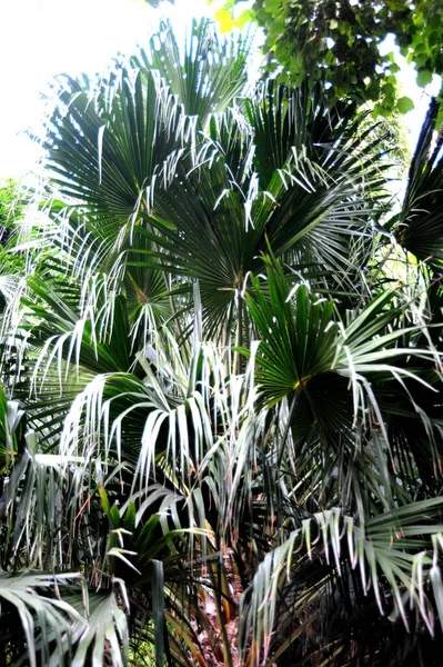 Palm Bakgrund Kopiera Utrymme — Stockfoto