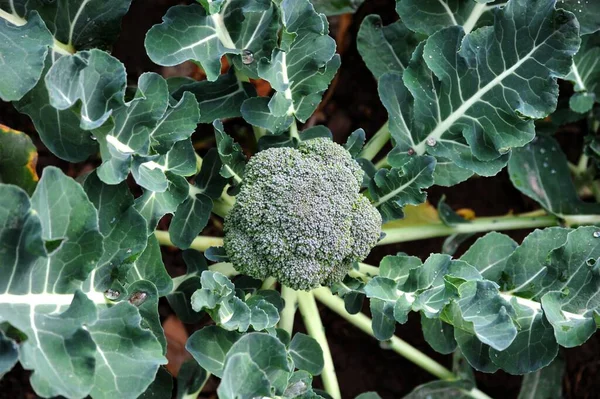 Zelená Brokolice Rostlina Flóra Potraviny — Stock fotografie