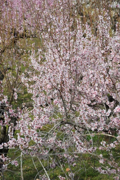 杏花开在树枝上 春花开在枝头 — 图库照片