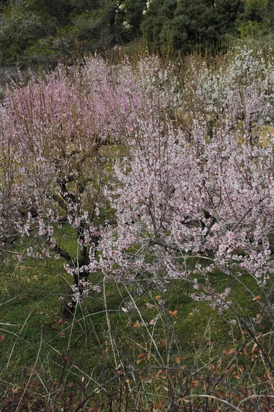 木の枝にアーモンドの花春の花を咲かせ — ストック写真