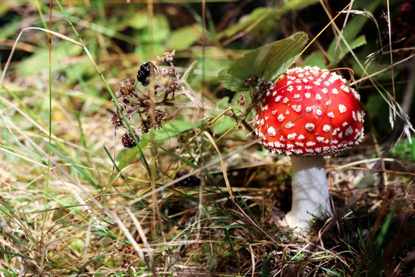 Zavřít Pohled Mušku Agarickou Lese — Stock fotografie