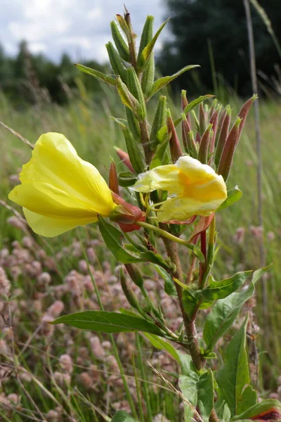 Płatki Kwiatów Flora Letnia — Zdjęcie stockowe