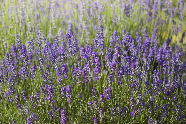 Vista Panorâmica Bela Lavanda Roxa — Fotografia de Stock