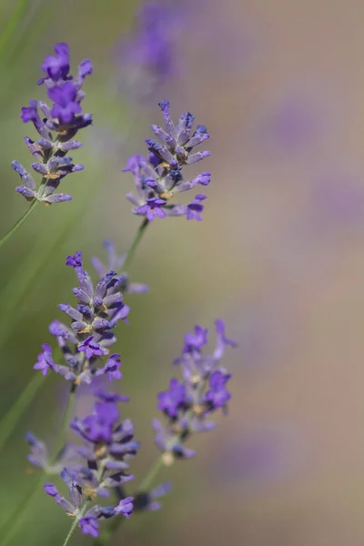 Scenic View Beautiful Purple Lavender — Stock Photo, Image